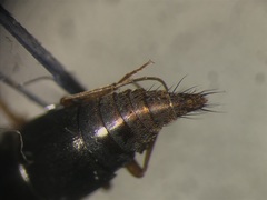 Sepedophilus testaceus