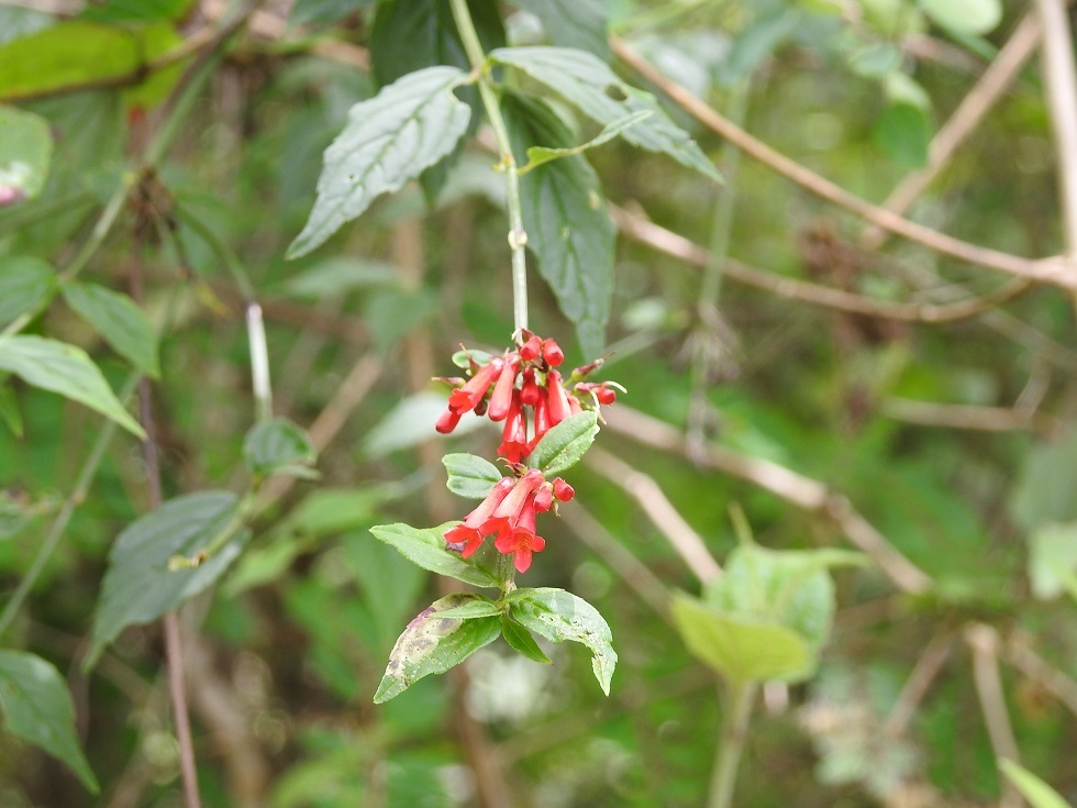 Russelia acuminata