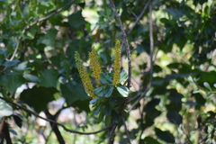 Souroubea exauriculata