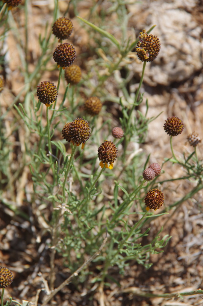 green prairie coneflower
