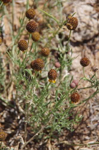 green prairie coneflower (Ratibida tagetes)