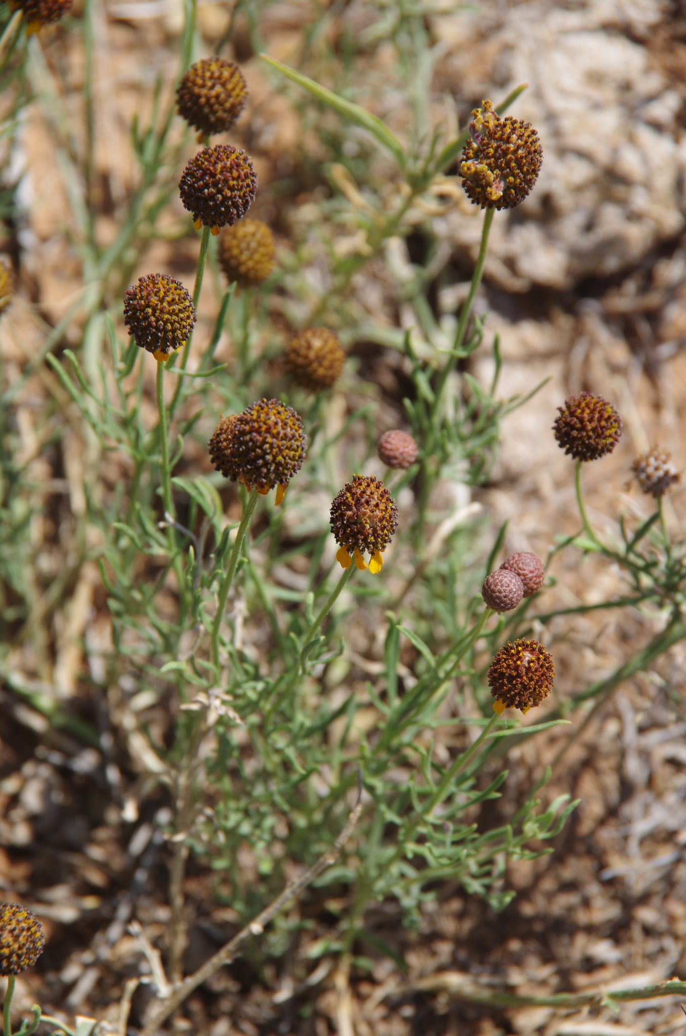 Ratibida tagetes