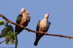 Red-Knobbed Imperial-Pigeon photo 5
