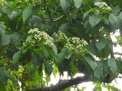 Machaonia erythrocarpa