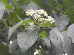 Machaonia erythrocarpa