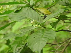 Eumachia microdon