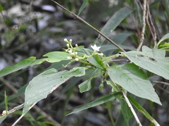 Eumachia microdon