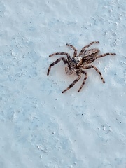Platycryptus