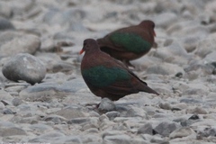 Chalcophaps stephani