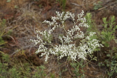 Eriogonum annuum