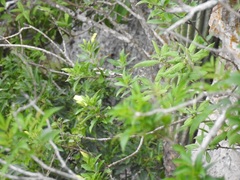 Eremogeton grandiflorus