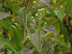 Desmanthodium perfoliatum