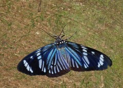 Hypocrita fenestraria