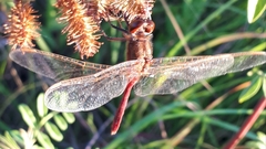 Sympetrum costiferum