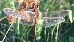 Sympetrum costiferum