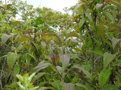 Desmanthodium perfoliatum