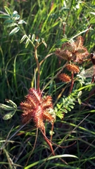 Sympetrum costiferum