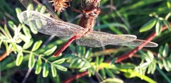 Sympetrum costiferum