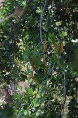 Souroubea exauriculata