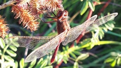 Sympetrum costiferum