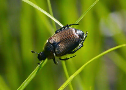 Sand Chafer