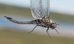 Somatochlora sahlbergi