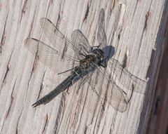 Somatochlora sahlbergi