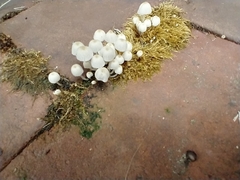 Coprinellus disseminatus