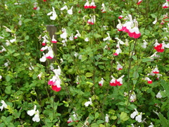 Salvia microphylla microphylla