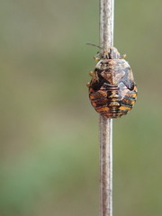 Holcogaster fibulata