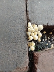 Coprinellus disseminatus