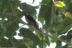 Macropygia amboinensis