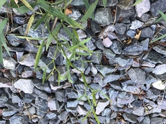 Lathyrus