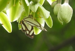 Thisbe lycorias