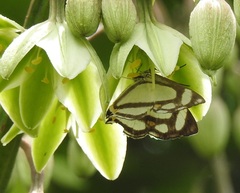 Thisbe lycorias