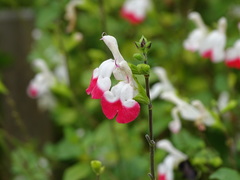 Salvia microphylla microphylla