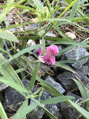 Lathyrus