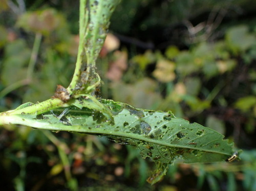 Southern Beet Webworm Moth photo 3