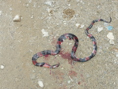 Erythrolamprus mimus