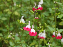 Salvia microphylla microphylla