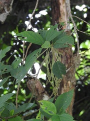 Myriocarpa longipes