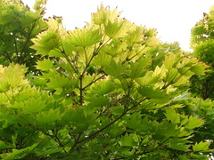 Acer japonicum