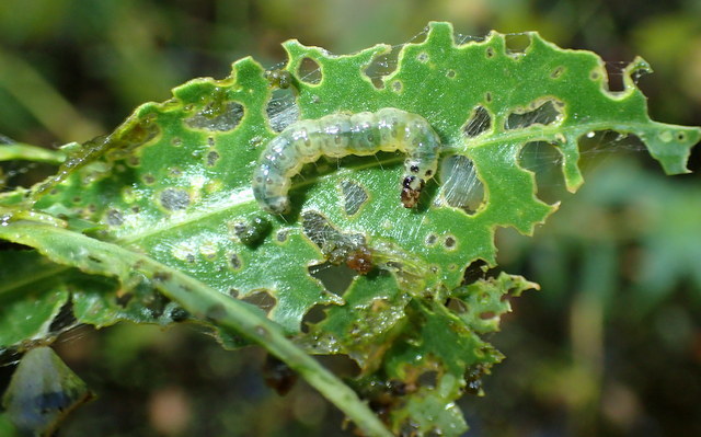 Southern beet webworm