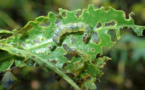 Southern beet webworm