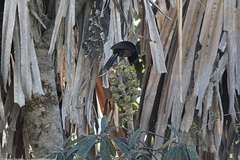 Astrapia mayeri