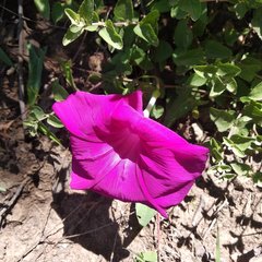 Ipomoea elongata