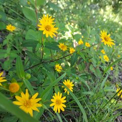 Melampodium montanum