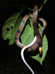 Siphlophis compressus