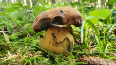 Suillellus queletii