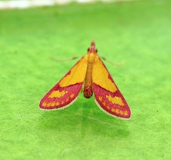 Choristostigma perpulchralis